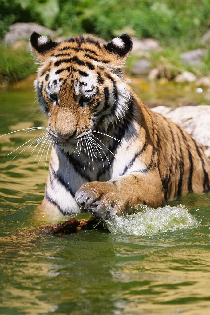 Tiger spielt mit altem Holz 2