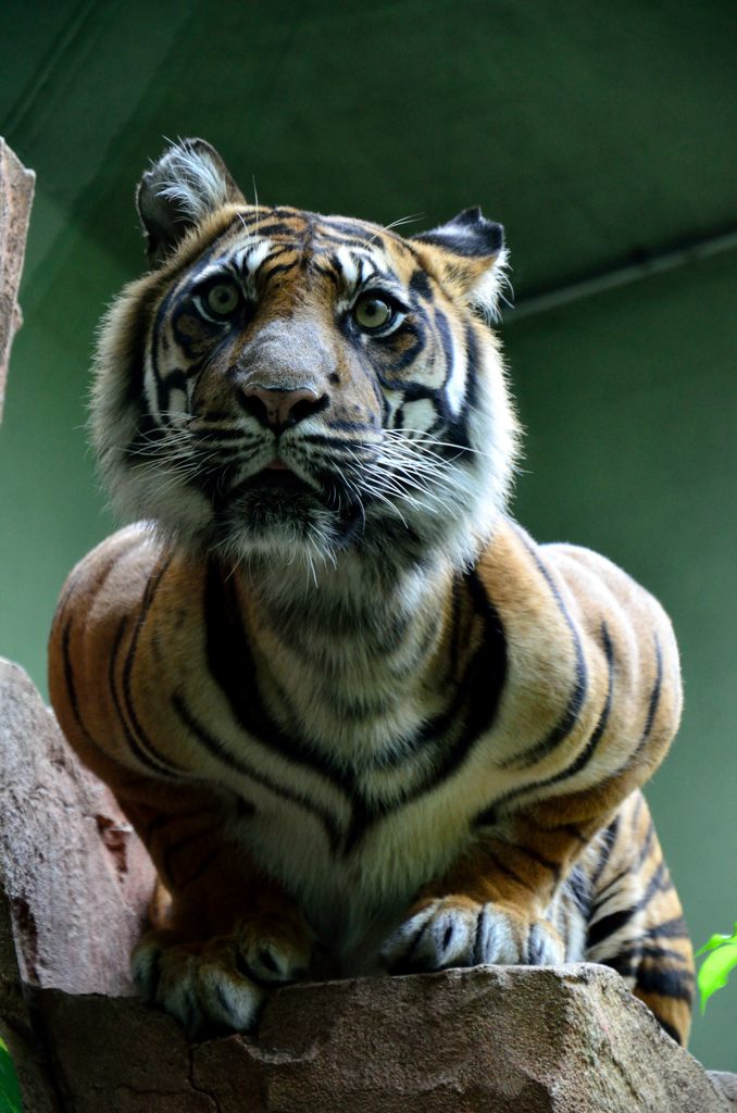 Tiger Zoo Frankfurt