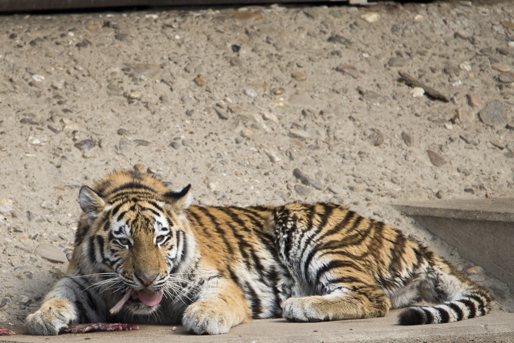 Tiger Zoo Köln (4)