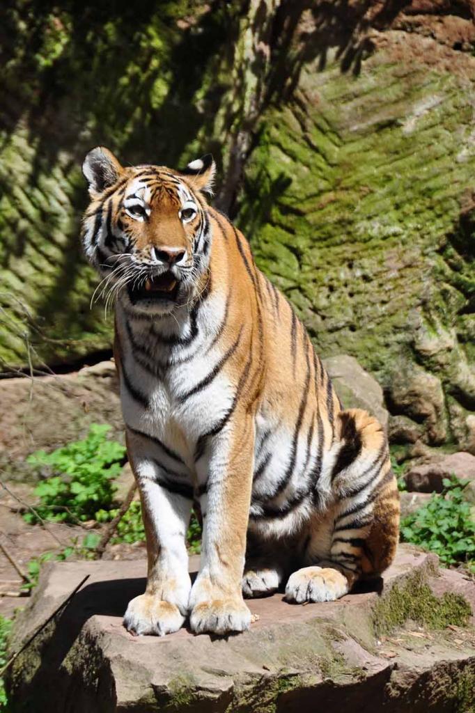 tiger