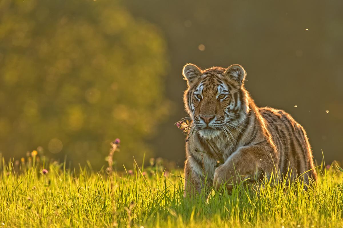 Tiger