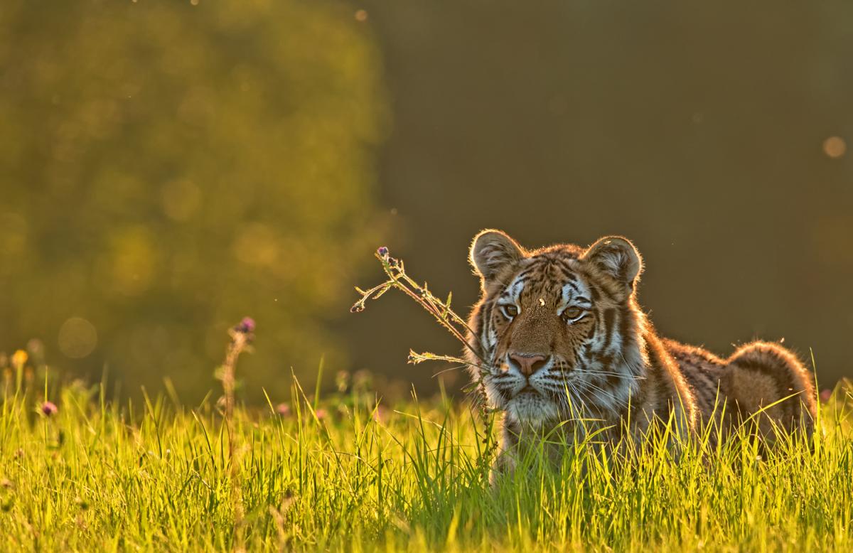 Tiger