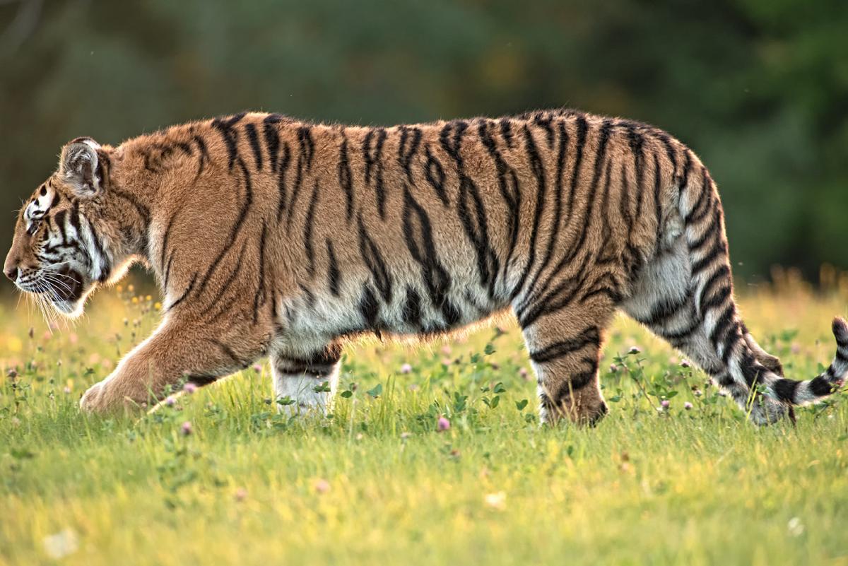 Tiger