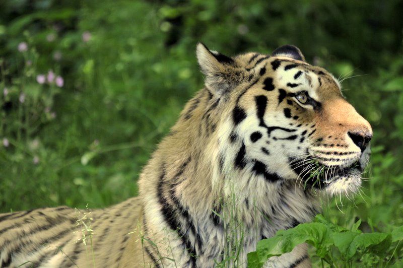 tiger