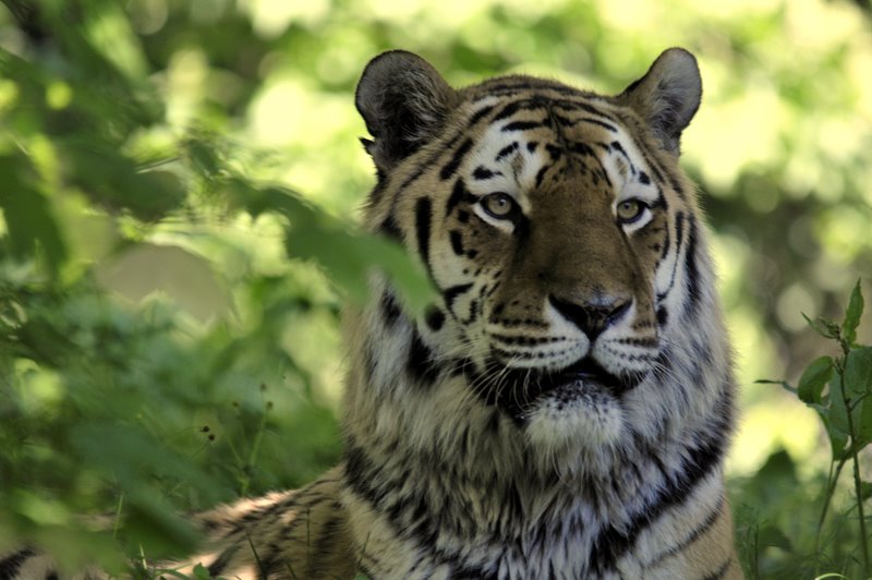 tiger
