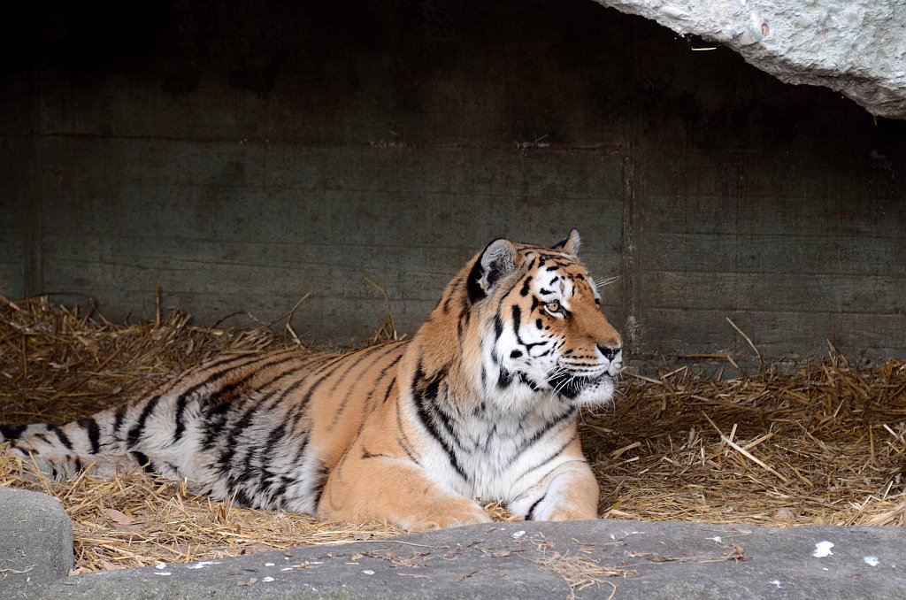 Tiger4 scale