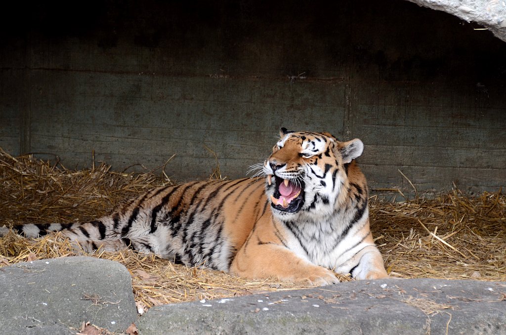 Tiger6 scale