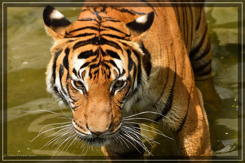 Tigerin Sarai, stolze Mutter von vier Kindern.