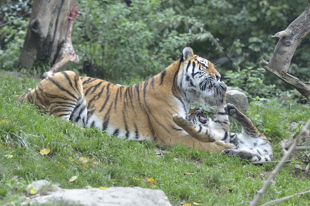 Tigermama mit Nachwuchs