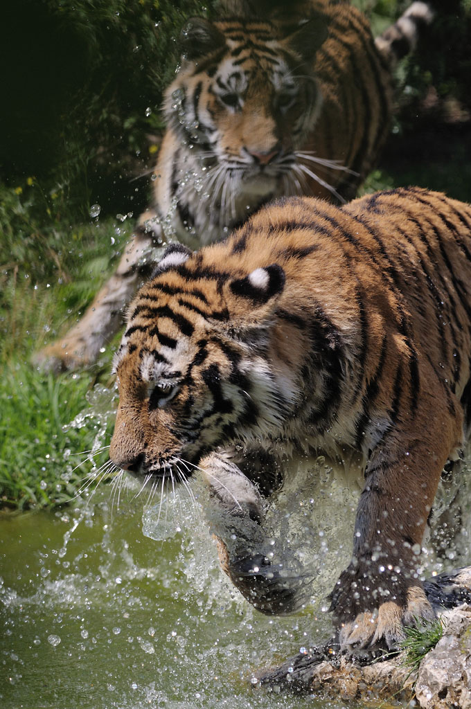Tigerspiele 2