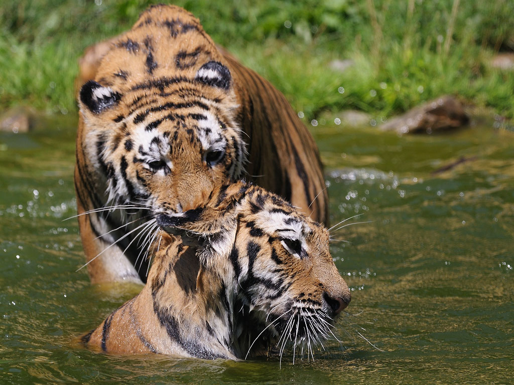 Tigerspiele 4