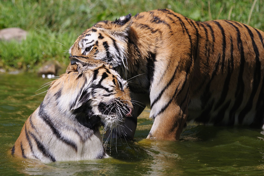 Tigerspiele 5