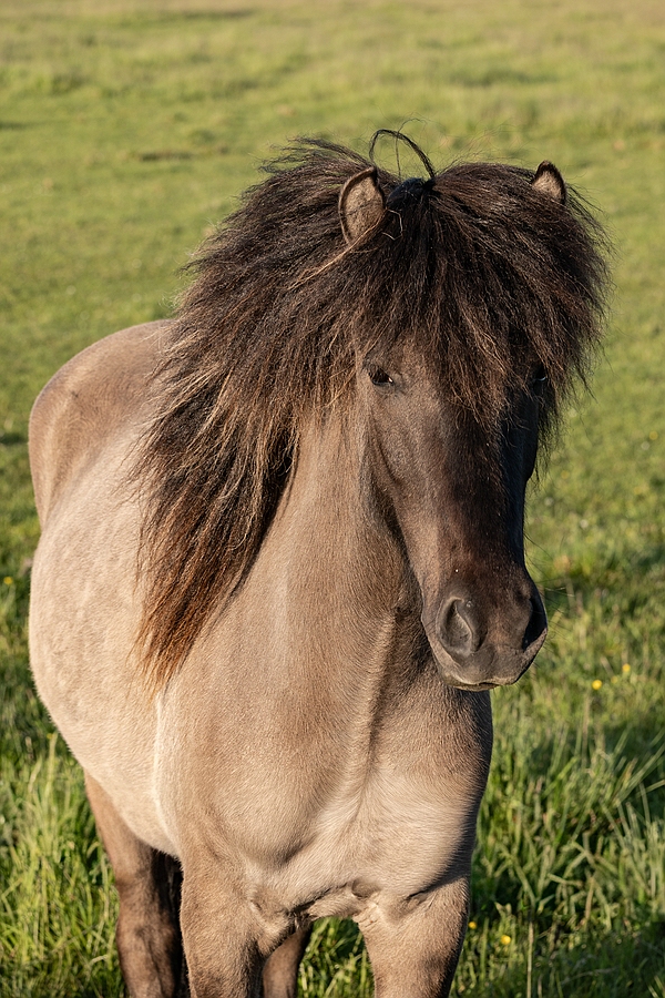 Tina Turner