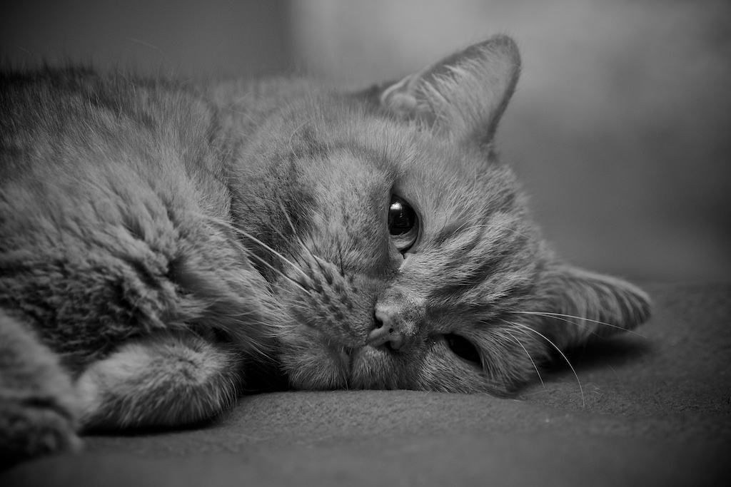 To sleep, or not to sleep