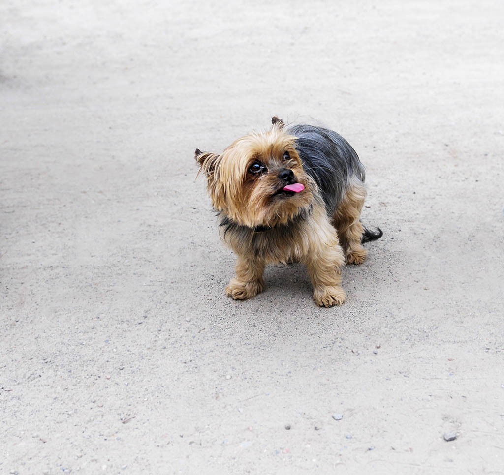 Toby