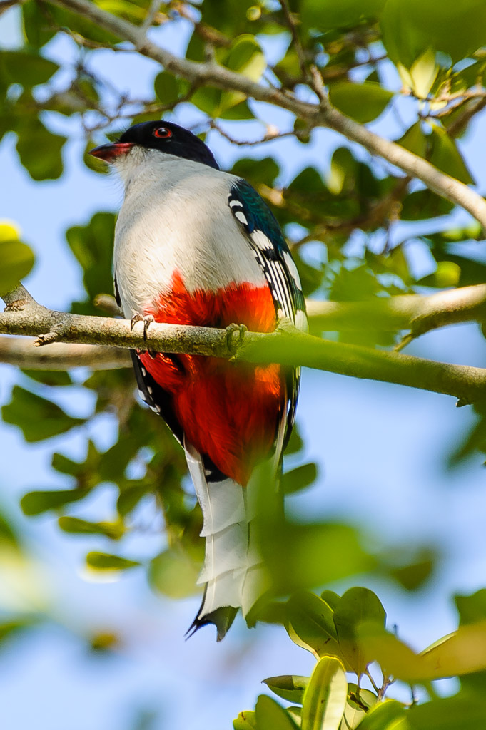 Tocororo - Kuba

Kubatrogon, Priotelus temnurus, Tocororo