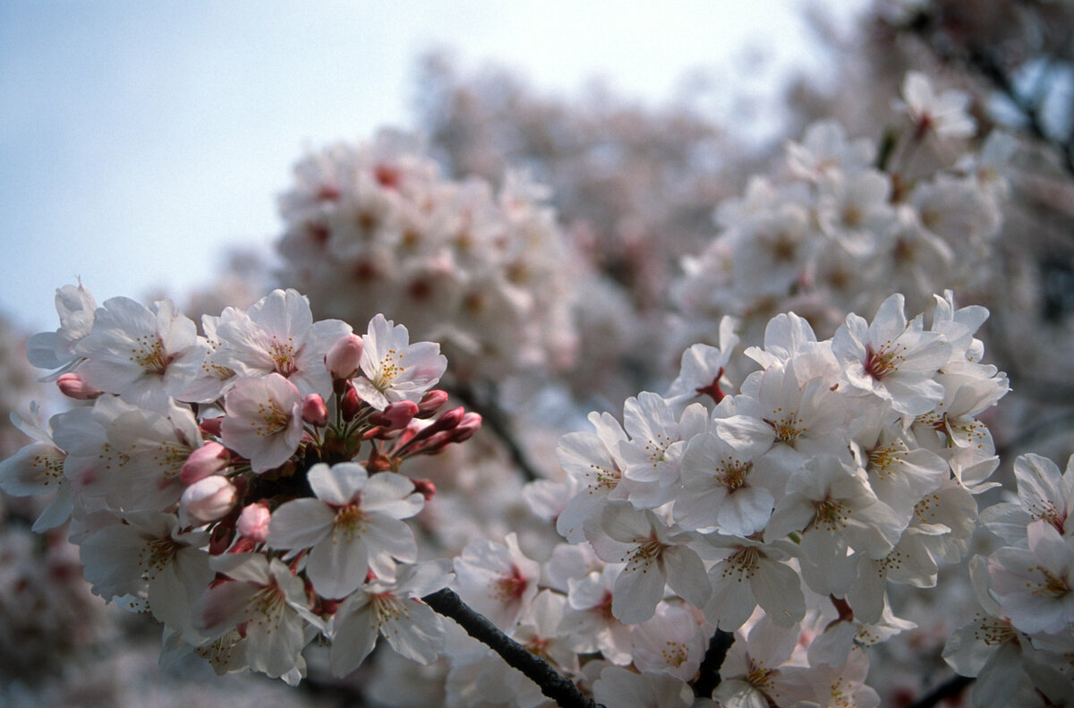 Tokyo, Kirschblüte 3.jpg