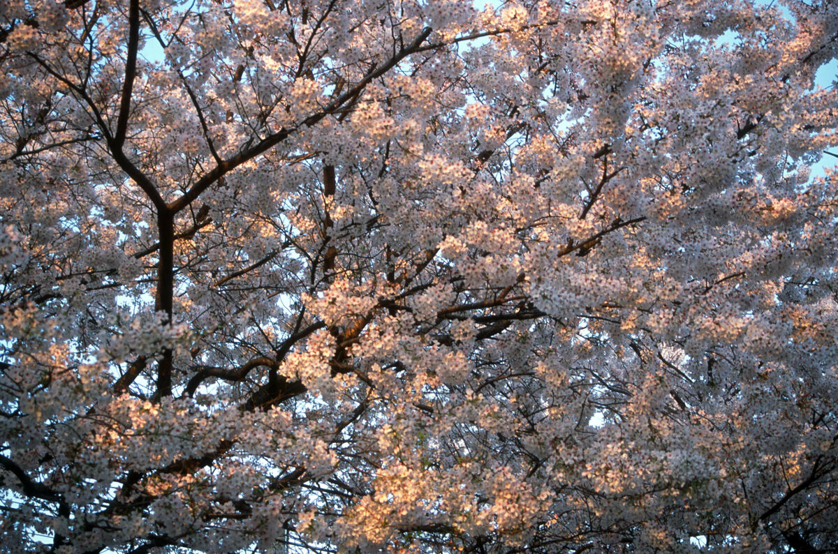 Tokyo, Kirschblüte.jpg