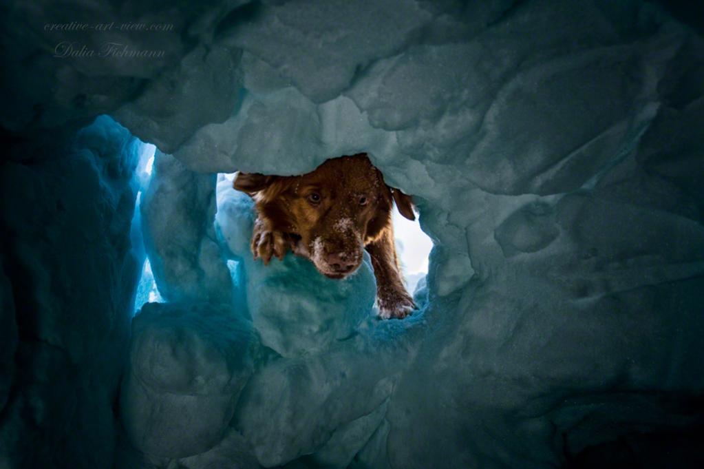 Toller Retriever Phönix bei der Grobsuche nach dem Verschütteten, aufgenommen aus der Sicht des Verschütteten.