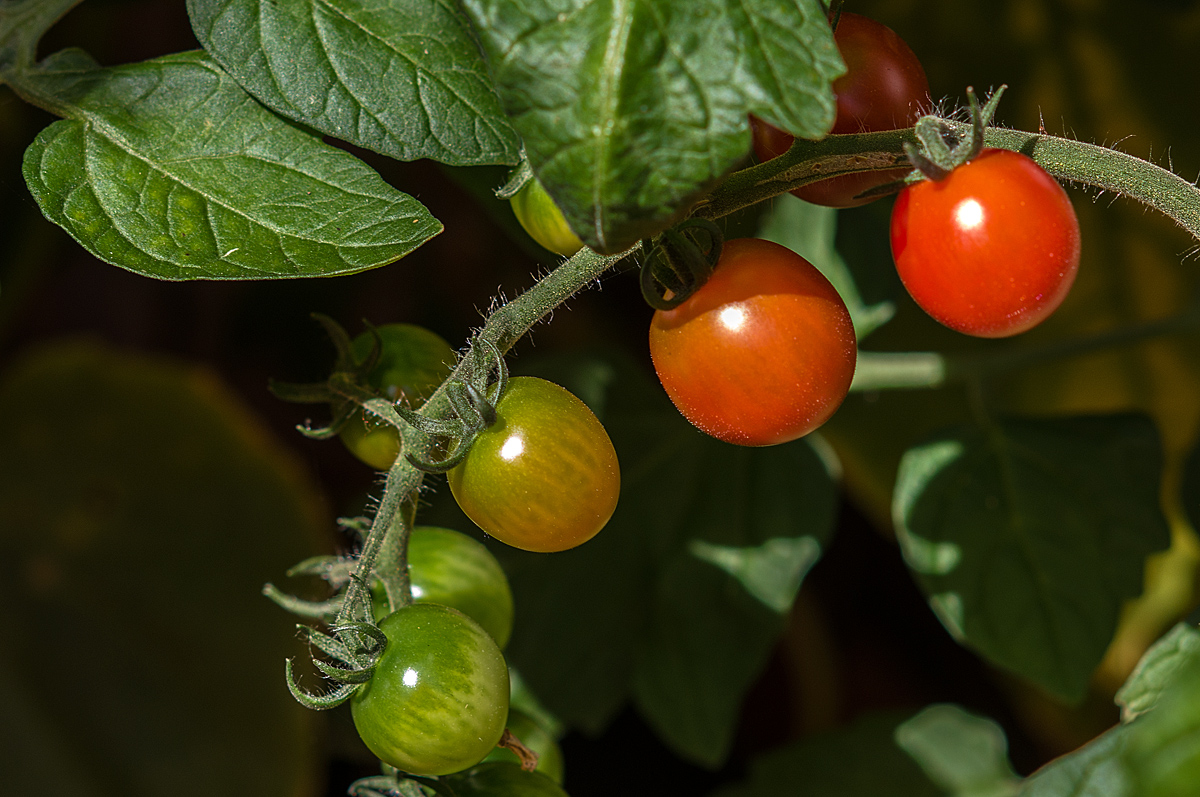 Tomaten