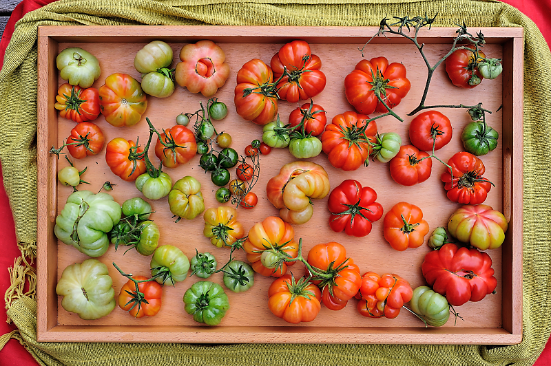 Tomatenernte.jpg