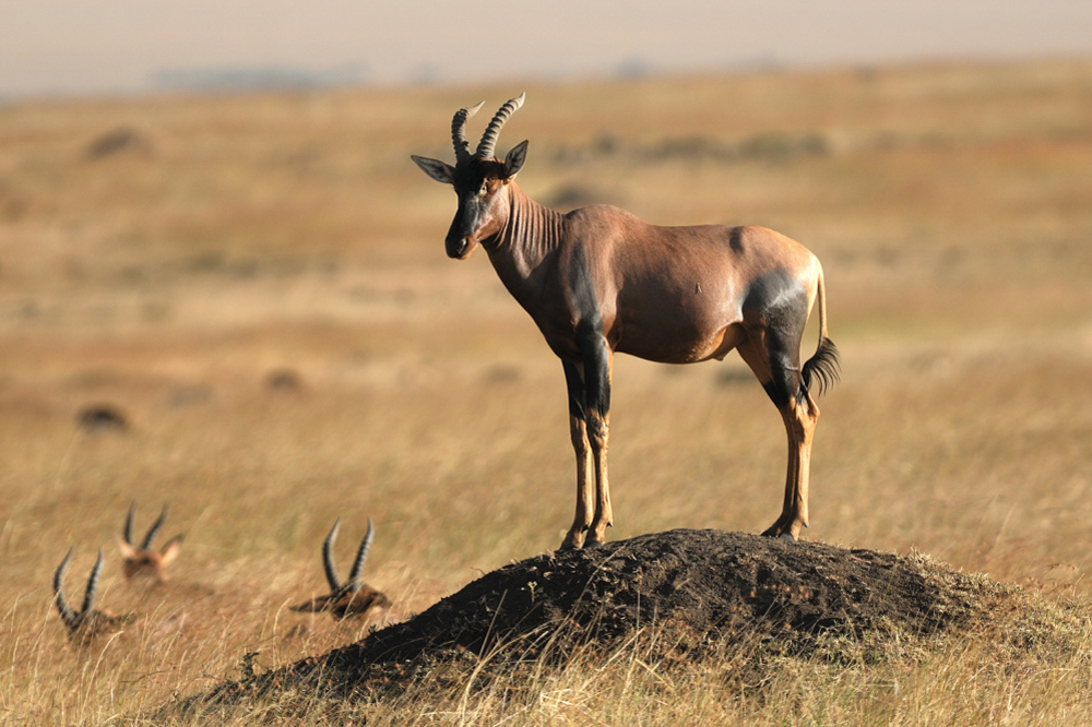 Topi