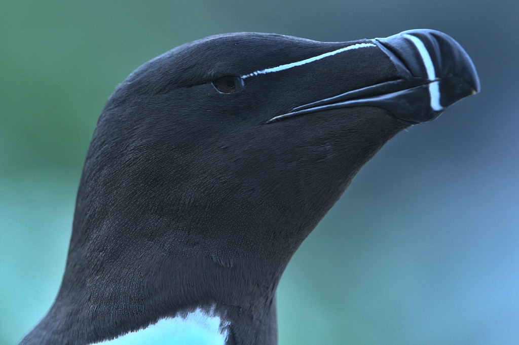 Tordalk-2.jpg