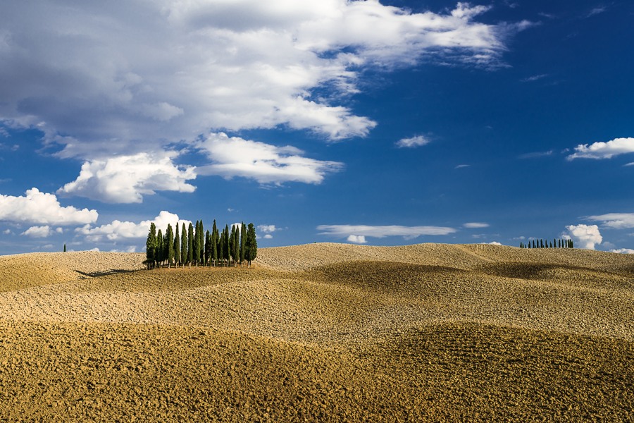 Toscana Baumgruppe
