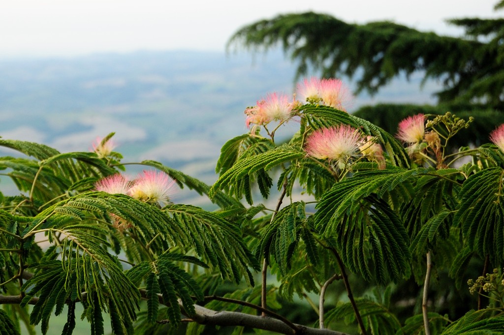 Toscana1