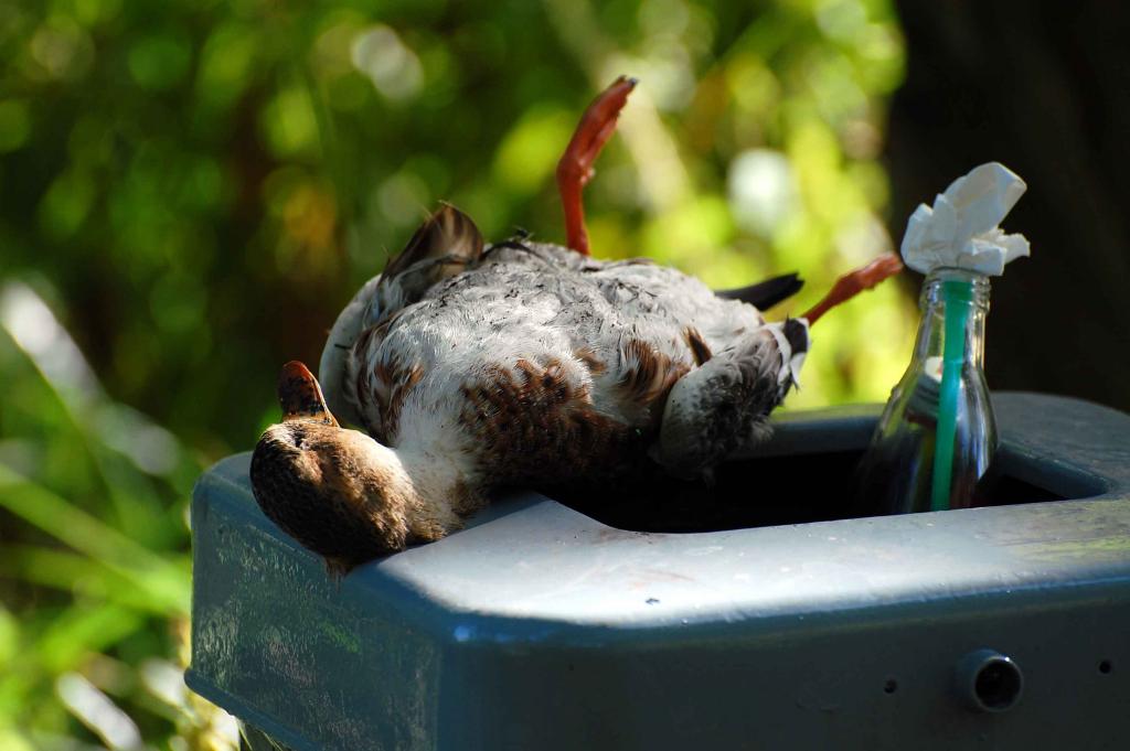 Tote Ente in Hamburger Park