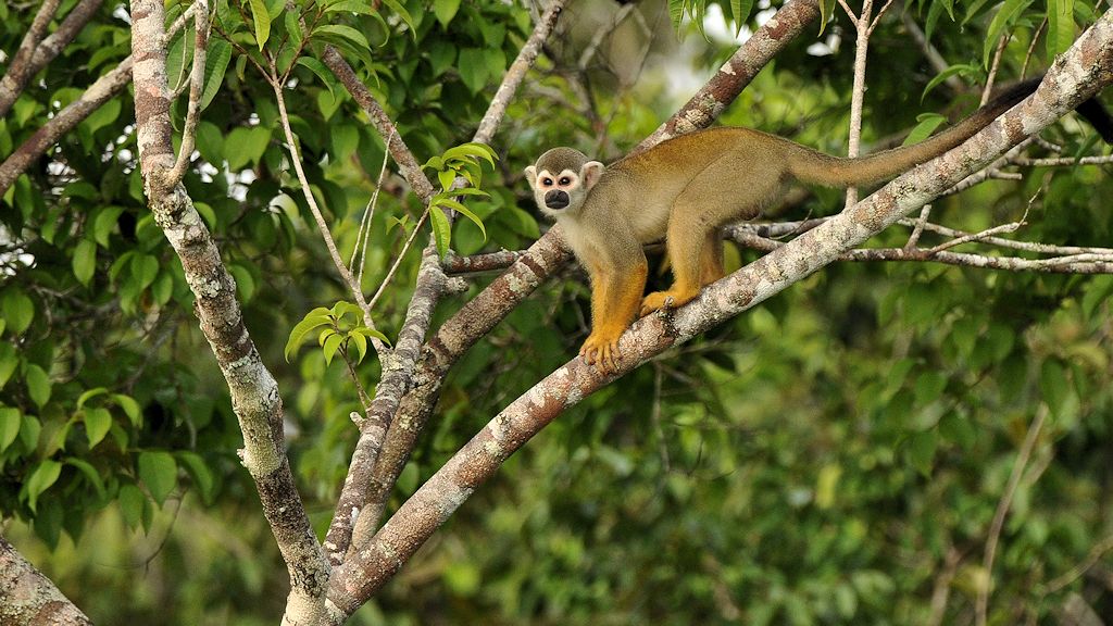 Totenkopfäffchen (Squirrel Monkey)
5812