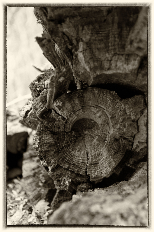 Toter Baum