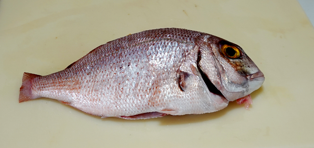 toter fisch.1.jpg