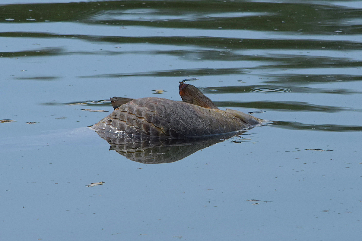 Toter Fisch im Spiegel1