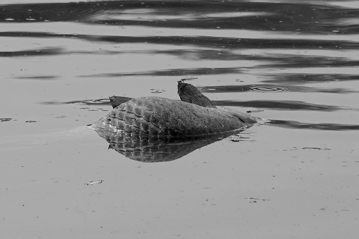 Toter Fisch im Spiegel1sw