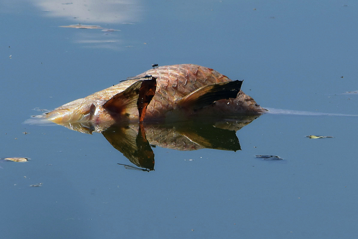 Toter Fisch im Spiegel2