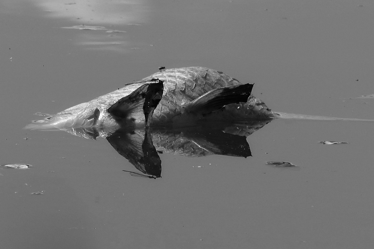 Toter Fisch im Spiegel2sw