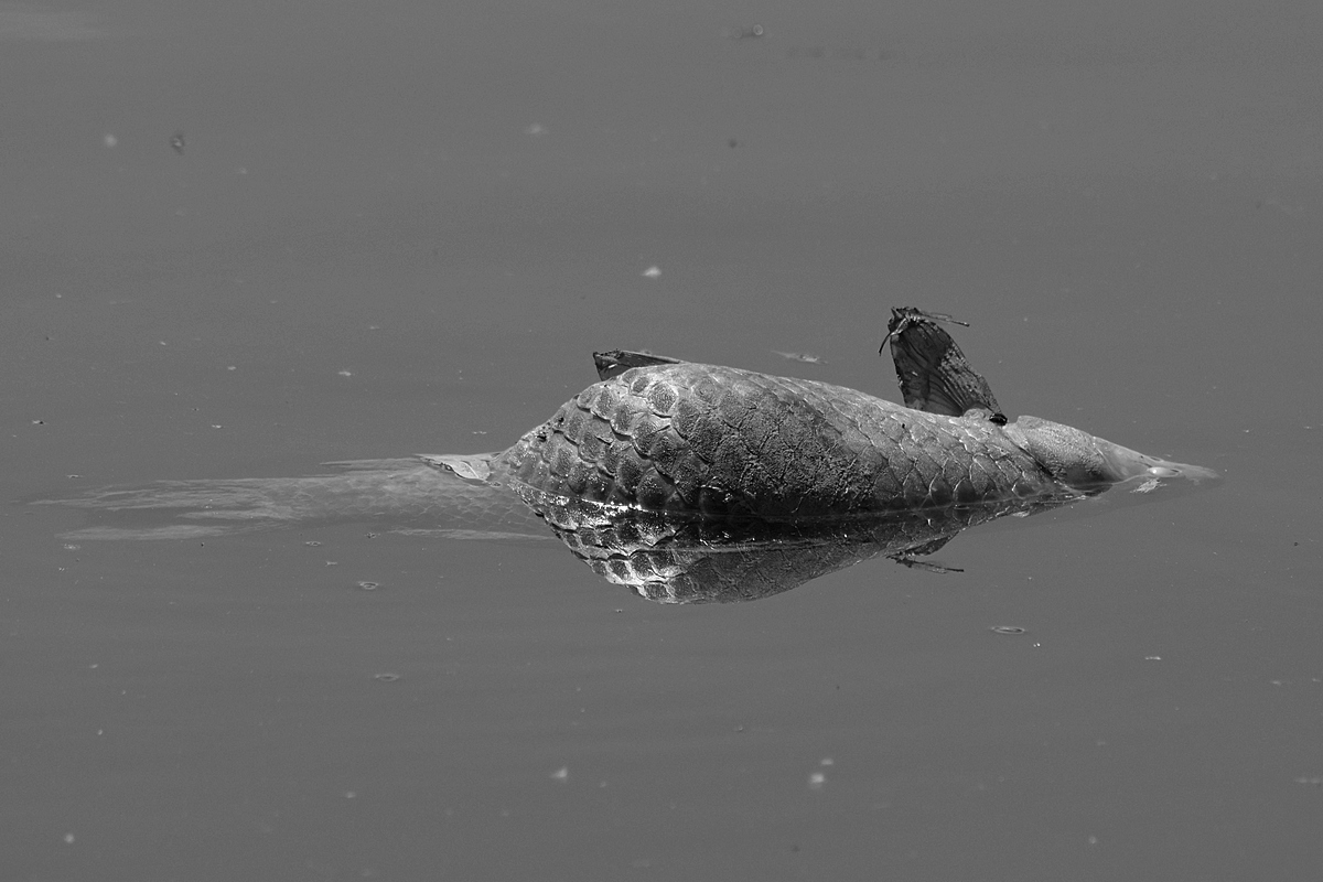 Toter Fisch im Spiegel3sw