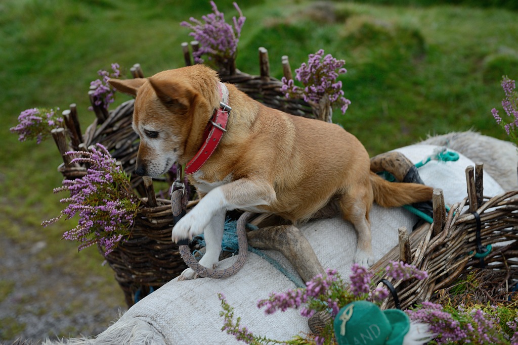 Touri dog