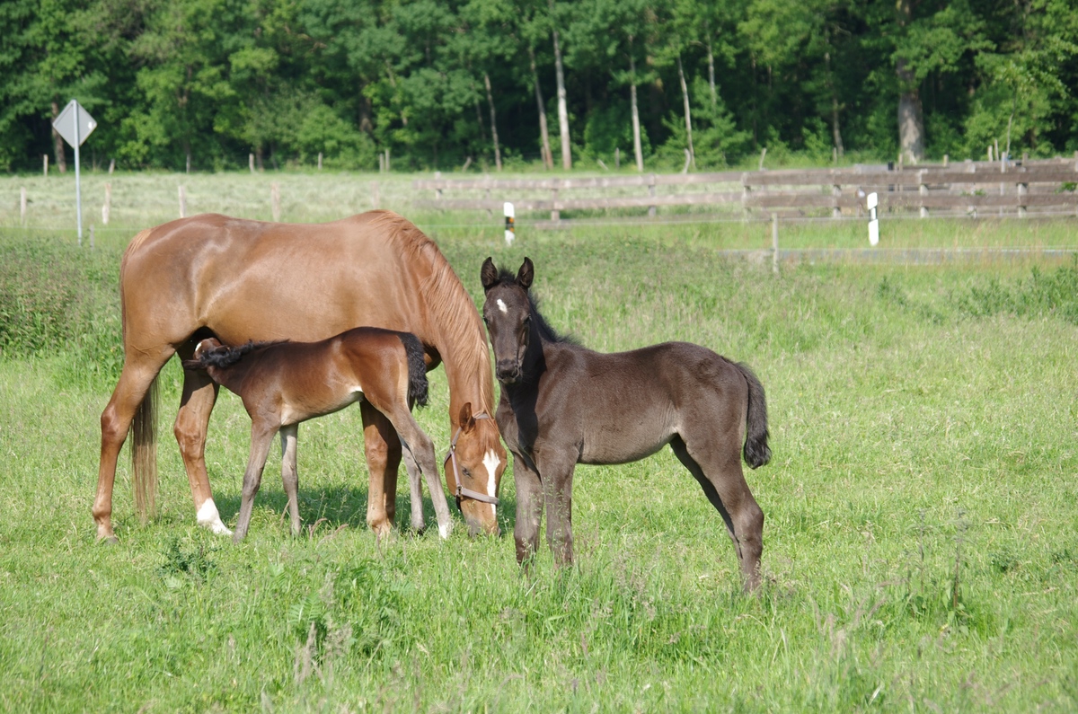 Trakehner auf der Weide.jpg