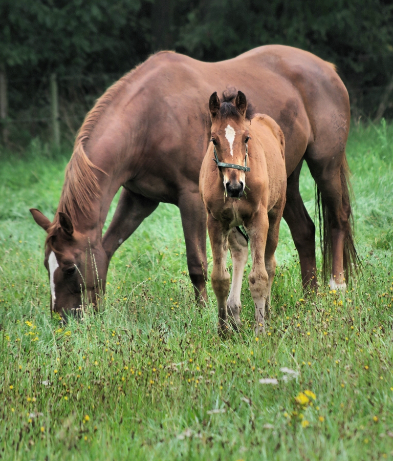 Trakehnerstute mit Fohlen.jpg