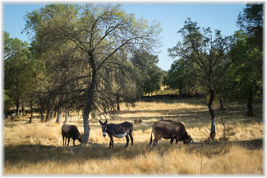 tras os montes