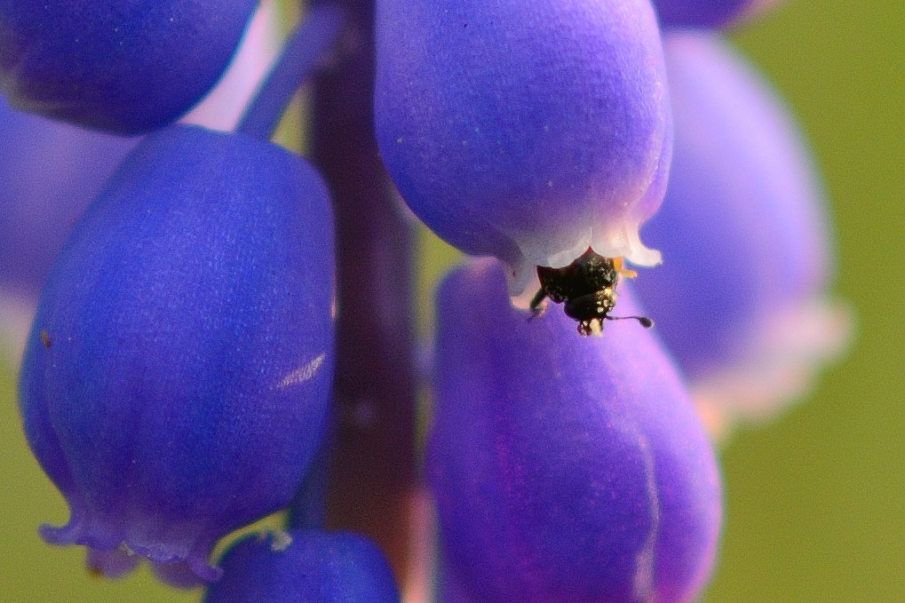 Traubenhyazinthe Crop