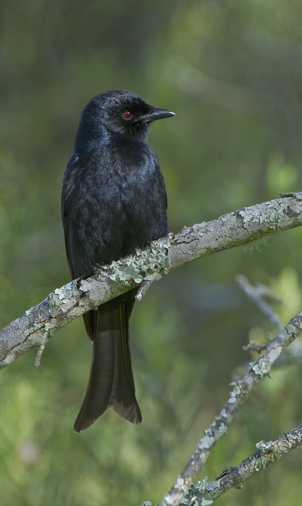 Trauerdrongo