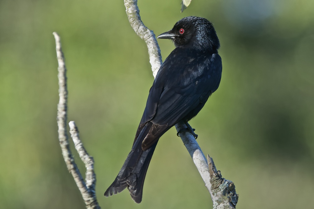 Trauerdrongo