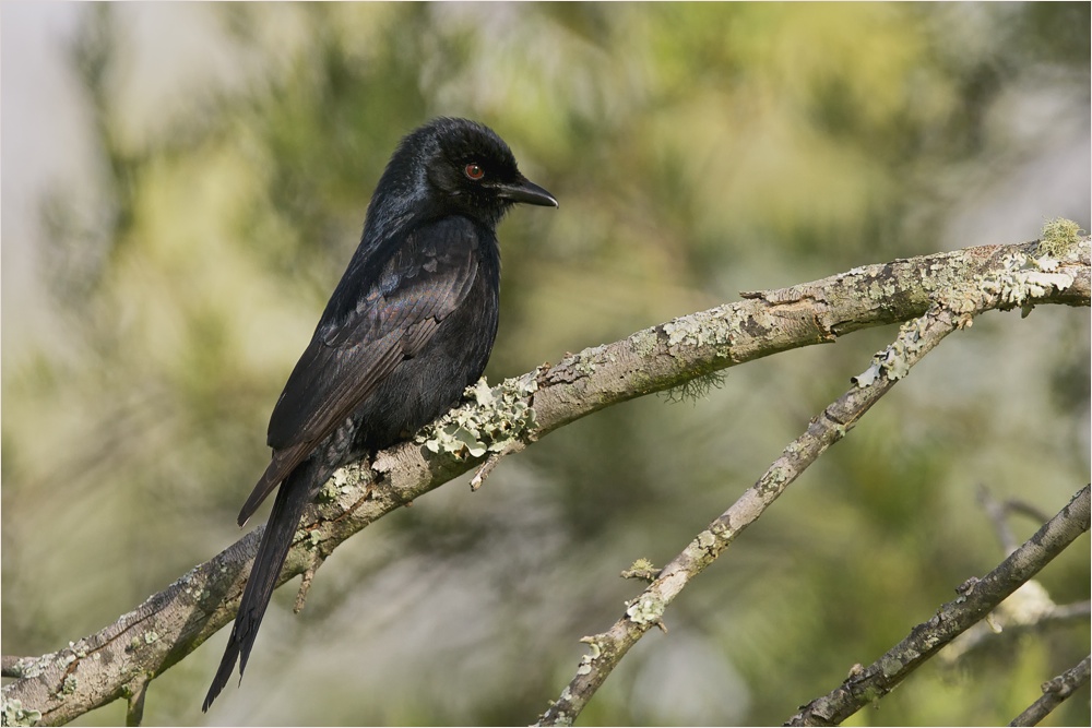 Trauerdrongo