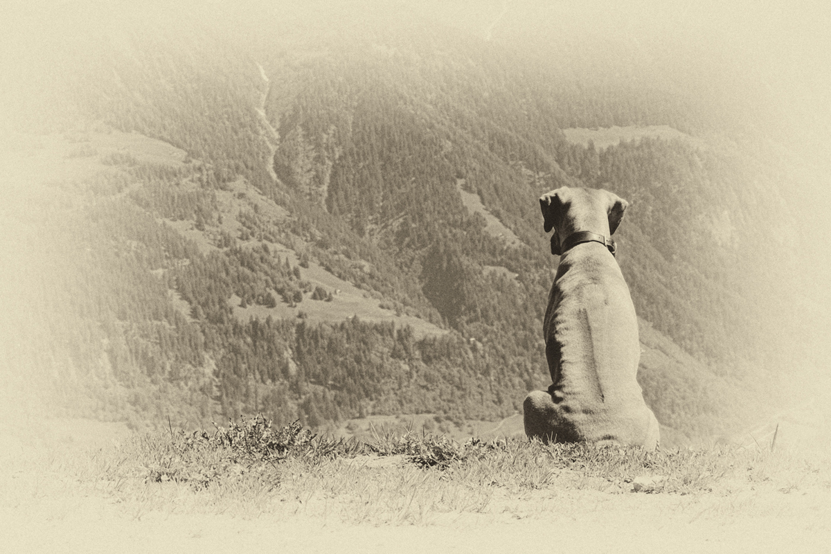 Trauerkarte Hund