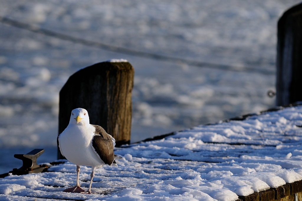 Travemünde tiefgekühlt7