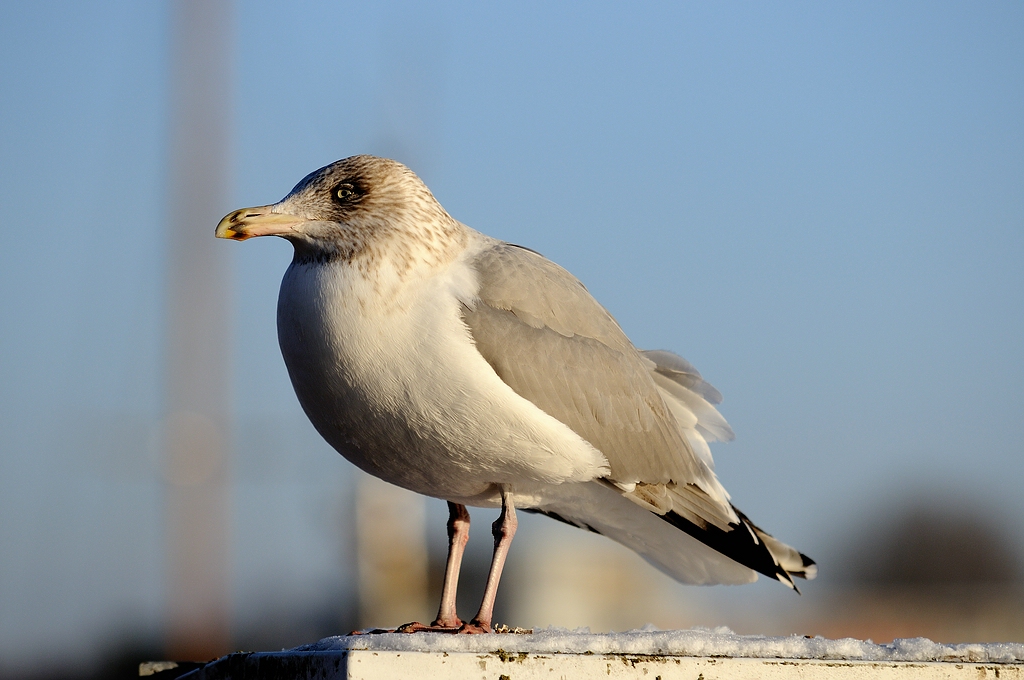 Travemünde tiefgekühlt8