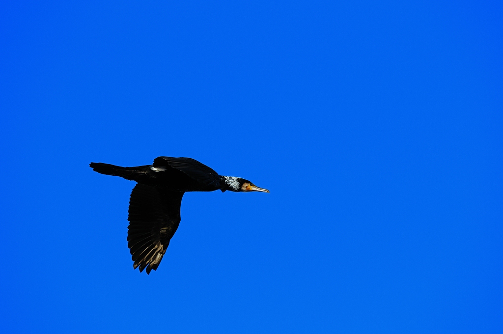 Travemünde vereist4 Kormoran im Flug